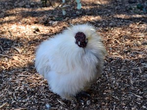 Apa Itu Ayam Kapas? Ini Penjelasan Pakar IPB