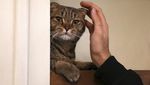 Ada di Iran, Museum Ini Surganya Para Pecinta Kucing