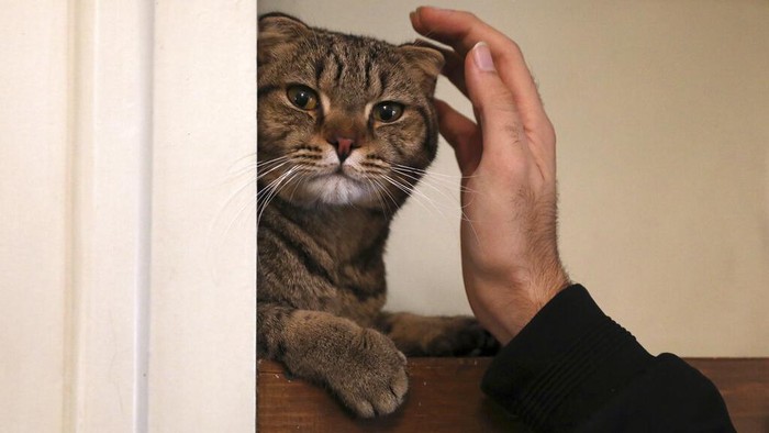 Ada di Iran, Museum Ini Surganya Para Pecinta Kucing Sebuah rumah tua di Iran disulap menjadi museum kucing. Di sana pengunjung dapat melihat berbagai jenis kucing yang di antaranya diselamatkan dari jalanan.