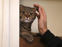 Berapa Lama Kucing Dapat Hidup? Ini Penjelasan serta 8 Tandanya Sudah Tua