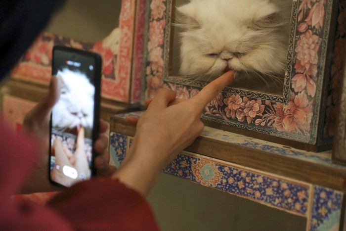 Sebuah rumah tua di Iran disulap menjadi museum kucing. Di sana pengunjung dapat melihat berbagai jenis kucing yang di antaranya diselamatkan dari jalanan.