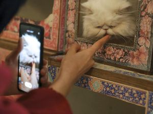 Mengapa Kucing Suka Menjilat? Ini Penjelasan Ilmiahnya