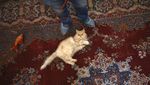Ada di Iran, Museum Ini Surganya Para Pecinta Kucing