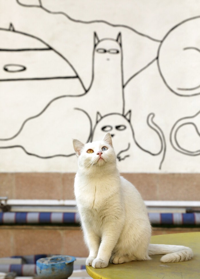 Ada di Iran, Museum Ini Surganya Para Pecinta Kucing Sebuah rumah tua di Iran disulap menjadi museum kucing. Di sana pengunjung dapat melihat berbagai jenis kucing yang di antaranya diselamatkan dari jalanan.