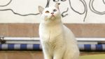 Ada di Iran, Museum Ini Surganya Para Pecinta Kucing