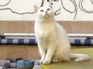 Kenapa Kucing Tidak Masuk Surga? Berikut Penjelasannya