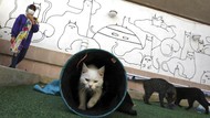 Ada di Iran, Museum Ini Surganya Para Pecinta Kucing