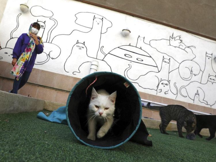 Ada di Iran, Museum Ini Surganya Para Pecinta Kucing