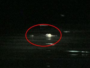 Ngeri! Buaya Muncul di Permukiman Bikin Warga Polman Resah