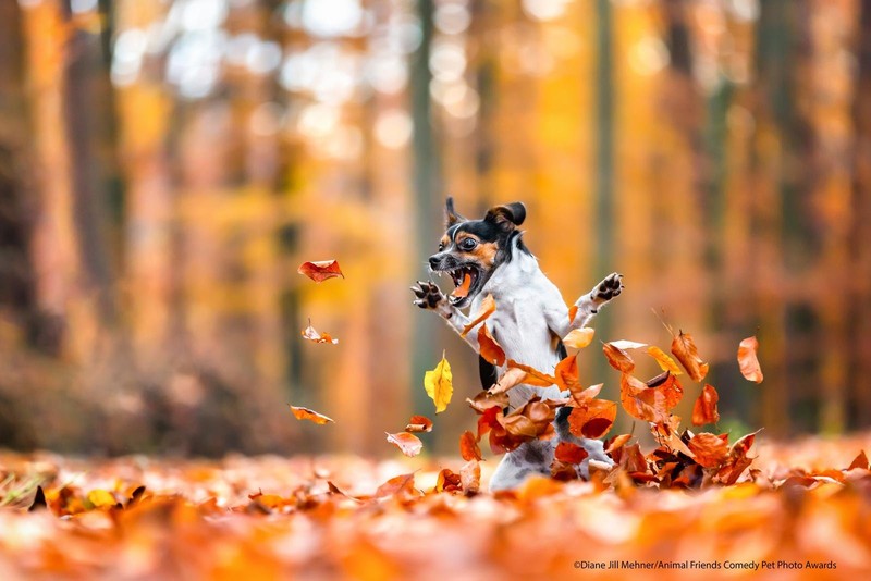 Comedy Pet Photography Awards 2021