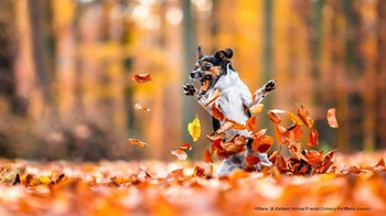 Highly Commended karya Diana Jill Mehner Foto: Comedy Pet Photography Awards