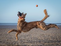 Comedy Pet Photography Awards 2021
