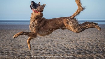 Highly Commended karya Christine Johnson Foto: Comedy Pet Photography Awards