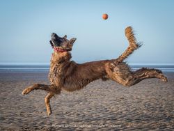 Karya Pemenang Comedy Pet Photography Awards Bikin Ngakak dan Gemas