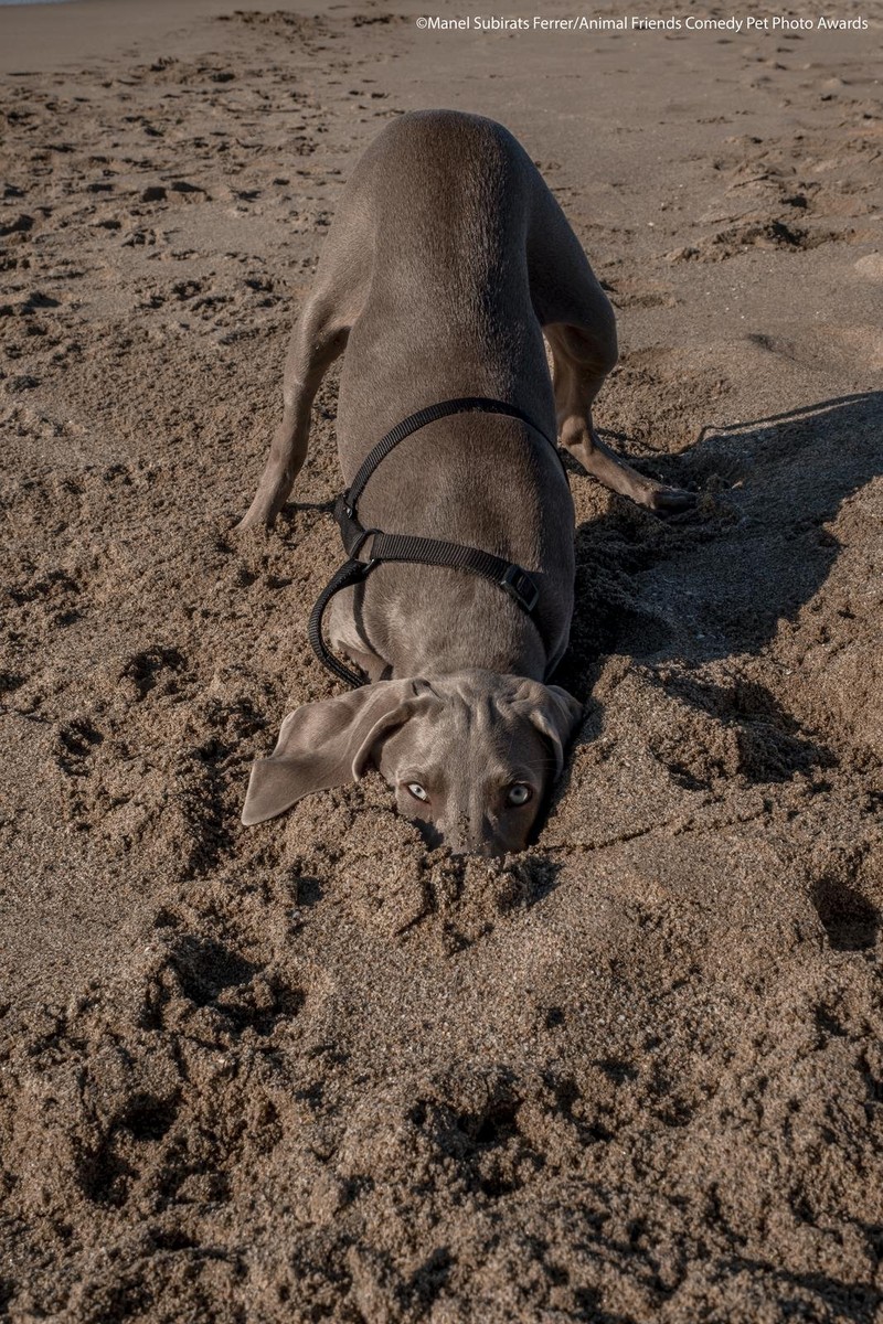 Comedy Pet Photography Awards 2021