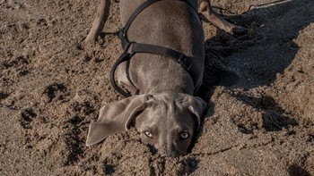 Highly Commended karya Manel Subirats Ferrer Foto: Comedy Pet Photography Awards