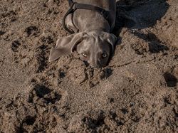 Karya Pemenang Comedy Pet Photography Awards Bikin Ngakak dan Gemas