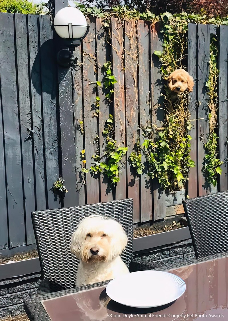 Comedy Pet Photography Awards 2021