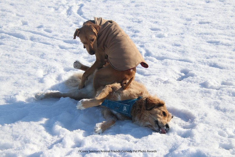 Comedy Pet Photography Awards 2021