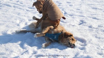 Highly Commended karya Corey Seeman Foto: Comedy Pet Photography Awards