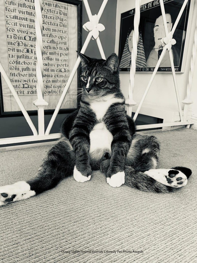 Comedy Pet Photography Awards 2021