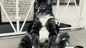Highly Commended karya Lucky Slater Foto: Comedy Pet Photography Awards