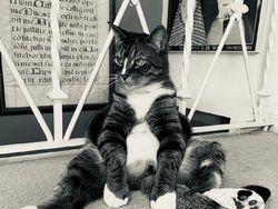 Karya Pemenang Comedy Pet Photography Awards Bikin Ngakak dan Gemas