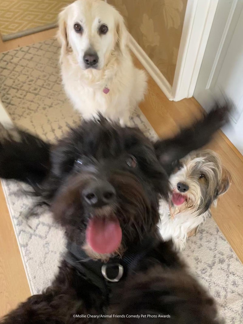 Comedy Pet Photography Awards 2021