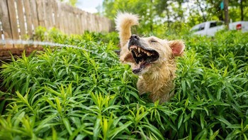 Pemenang kategori Anjing diraih Carmen Cromer Foto: Comedy Pet Photography Awards