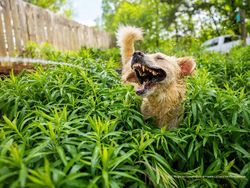 Karya Pemenang Comedy Pet Photography Awards Bikin Ngakak dan Gemas