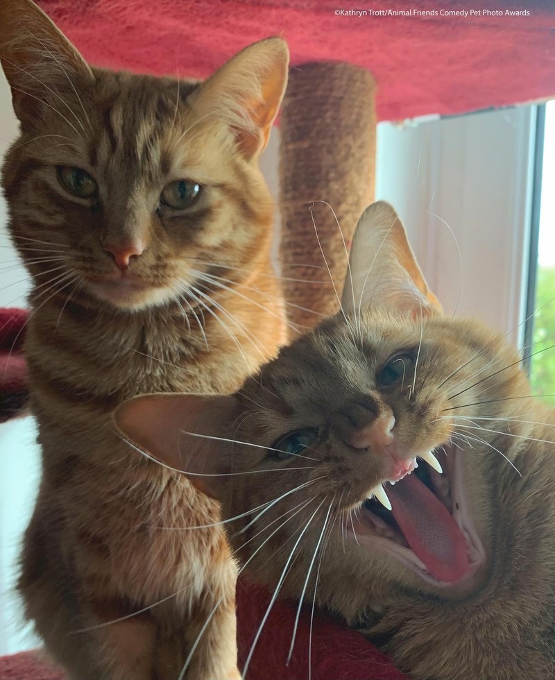 Comedy Pet Photography Awards 2021