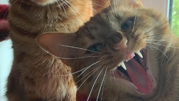 Pemenang kategori Kuncing diraih Kathryn Trott Foto: Comedy Pet Photography Awards