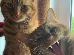 Karya Pemenang Comedy Pet Photography Awards Bikin Ngakak dan Gemas