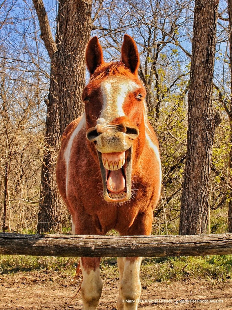 Comedy Pet Photography Awards 2021