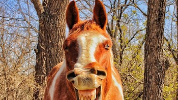 Pemenang kategori Kuda diraih Mary Ellis Foto: Comedy Pet Photography Awards