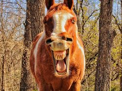 Karya Pemenang Comedy Pet Photography Awards Bikin Ngakak dan Gemas
