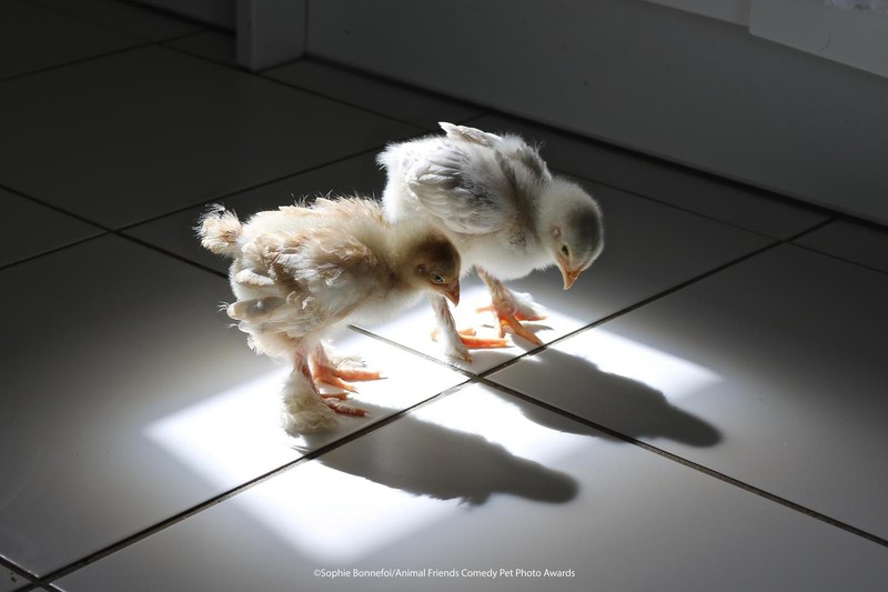 Comedy Pet Photography Awards 2021