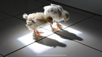 Pemenang kategori All other Creatures, Great or Small  karya Sophie Bonnefoi Foto: Comedy Pet Photography Awards