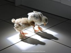 Karya Pemenang Comedy Pet Photography Awards Bikin Ngakak dan Gemas