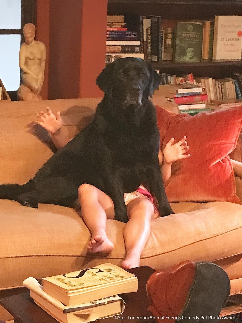 Comedy Pet Photography Awards 2021