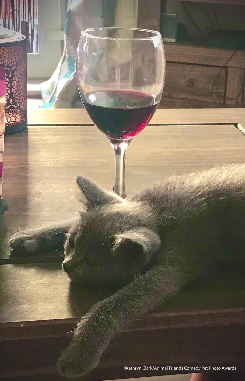 Comedy Pet Photography Awards 2021