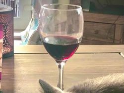 Karya Pemenang Comedy Pet Photography Awards Bikin Ngakak dan Gemas
