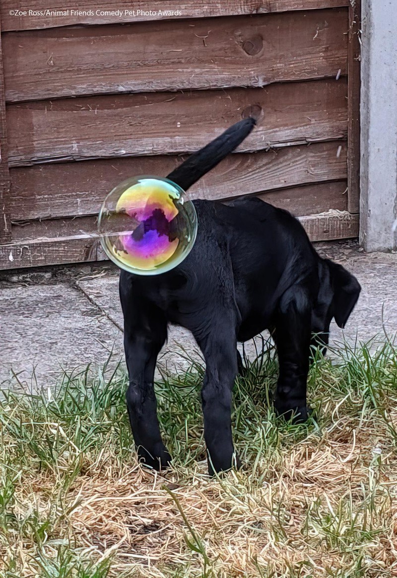 Comedy Pet Photography Awards 2021