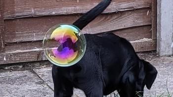 Pemenang utama Zoe Ross Foto: Comedy Pet Photography Awards