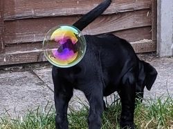 Karya Pemenang Comedy Pet Photography Awards Bikin Ngakak dan Gemas