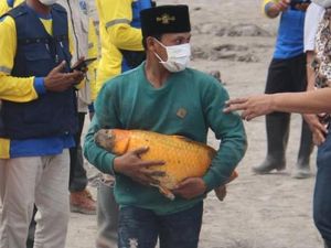 Ajaib! Ikan Mas Jumbo Ini Selamat dari Terjangan Erupsi Semeru