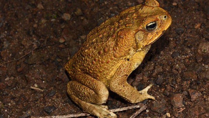 Kodok Tebu alias Cane Toad