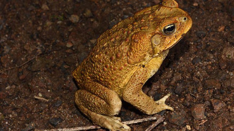 Kodok Tebu Kodok Tebu alias Cane Toad