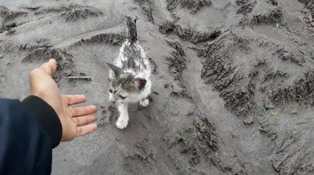 kucing semeru