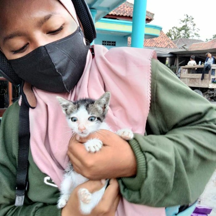 kucing semeru